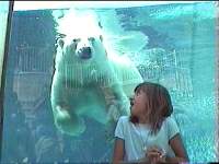 Les bats d' un ours blanc, dans sa piscine et une crainte d' Elodie